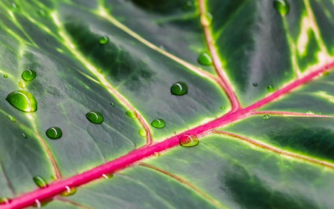 Cancer Care and Prevention